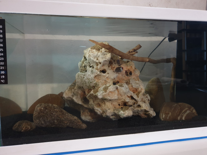 Aquarium alevins 