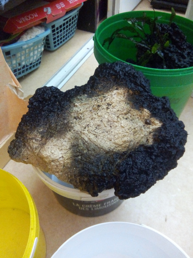 Photographie du post de shanganagh-takhisis 