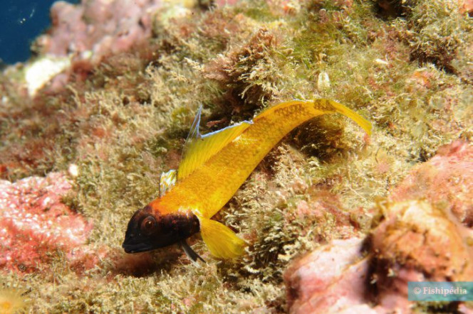 Photographie du post de shanganagh-takhisis 