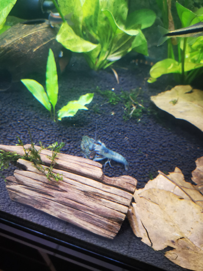  Crevette bleu du Gabon...