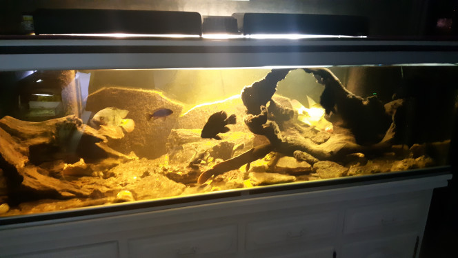 Aquarium cichlides americain 