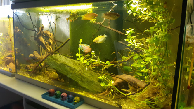 Aquarium gourami 
