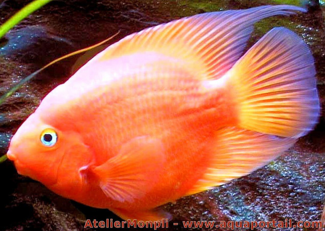 RED PARROT Le red parrot est le nom vernaculaire d'un poisson hybride,généralement stérile,entre deux espèces de cichlidés d’Amérique latine: mâle amphilophus citrinellus x femelle paraneetroplus synspilus. le poisson a été crée à Taïwan de 1986,un peu avant le flowerhorn. le red parrot,ou blood parrot cichlid ou bloody parrot en anglais, soit poisson perroquet rouge sanguin,présente des caractéristiques morphologiques uniques par rapport à ses géniteurs,en particulier la forme non-naturelle du corps.

1 poisson dans mon 600 litres