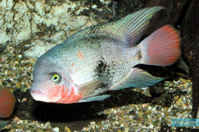 Vieja maculicauda Grands Cichlidé d’Amérique qui a un caractère bien trempé, ne le maintenir que dans de grands bacs avec des poissons ayant du répondant.
Patrons de couleur à dominante bleue (gorge, queue et pointe nageoire dorsale rouges), avec une barre noire et large en plein milieu du corps.

Poisson réputé plutôt rare en dehors de la communauté sur le marché aquariophile. 

2 poissons dans mon 600 litres