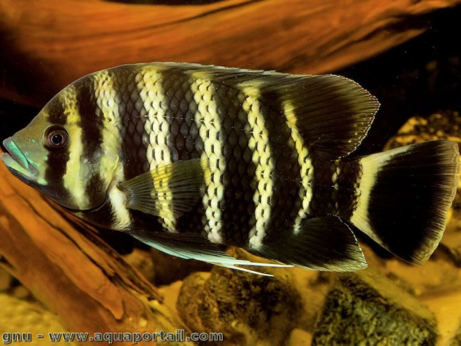 heterotilapia buttikoferi La robe constituée de barres noires et blanches est d'une grande beauté, les nageoires ainsi que le museau arborent des reflets bleutés. Le corps est latéralement comprimé et ovoïde

Poisson réputé plutôt rare en dehors de la communauté sur le marché aquariophile. 

2 dans mon aquarium de 600 litres