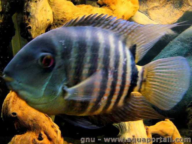 Heros Poisson très sociable offert en deux variétés distinctes: vert et doré

Poisson réputé plutôt rare en dehors de la communauté sur le marché aquariophile.

1 dans mon aquarium de 600 litres