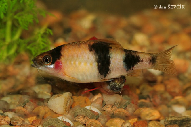 haludaria melanampyx Barbus assez massif, de couleur générale rosée, nageoires rouges, tête vert olive foncé. La femelle est plus claire et plus terne.
Poisson parfois confondu avec le barbus fasciatus qui est plus grand (15cm) et moins coloré.
3 dans mon aquarium de 44 litres