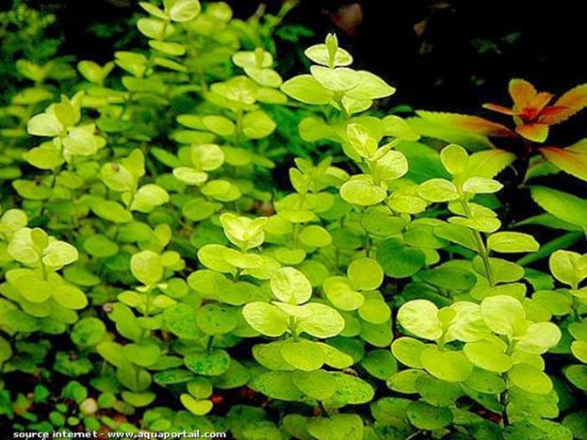 Herbes au ecu Cette plante est à réserver aux aquariums d’eaux tempérées. Elle n’apprécie pas les eaux trop chaudes. Elle peut aussi être placée dans les bassins extérieurs à la bonne saison. Plante à pousse rapide avec 5 cm par semaine si l’éclairage est assez fort. Sa multiplication se fait par bouturage d’au moins 15 cm de long des rejets latéraux ou par étêtement.
Elle na pas d’exigence particulière en ce qui concerne le substrat ou en engrais. Sa culture est plus aisée dans une eau qui n’est pas trop dure.
Intensité lumineuse recommandée est de 1500 Lux.