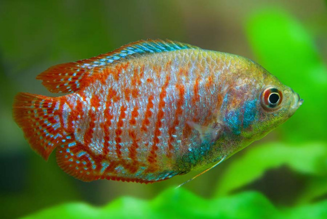 TRICHOGASTER   LALIUS Le Trichogaster lalius est tout simplement le Gourami le plus populaire en aquariophilie. On le connaît également sous son ancien Taxon de Colisa Lalia mais aussi Gourami nain du fait de sa petite taille (généralement il ne dépasse pas les 6 centimètres). Le fait qu'il s'agisse du plus petit de l'espèce n'est pas la seule justification à sa popularité, c'est aussi un des plus colorés surtout en ce qui concerne le mâle.

Le colisa mâle possède un corps bleu métallique reflétant à merveilles les lumières des néons de l'aquarium, séparé par des traits verticaux rouges. Sa nageoire dorsale possède un liseré rouge à son extrémité et comme tous les poissons de la famille et tout comme la femelle, il possède des nageoires antennes appelées palpes qui l'aide à se diriger et s'orienter.

Ce Gourami est originaire d'une vaste zone de l'Asie du Est qui va du Bangladesh, en passant par l'Inde jusqu'aux pays asiatiques comme le Vietnam, la Thaïlande et le Cambodge. Il s'agit donc d'un choix de poisson parfait pour occuper la zone haute des aquariums au biotope asiatique.