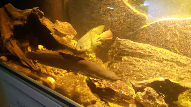 Silurus glanis Poisson long ayant une large gueule
munie de rappes(et non de dents)et possédant 6 barbillons. Il se nourrit principalement de poissons, de grenouilles et de poules d'eau. Les couleurs vont du noir au marron foncé.

Poisson réputé plutôt courant en dehors de la communauté sur le marché aquariophile. 
1 dans mon aquarium de 600 litres