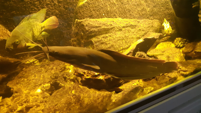 Silurus glanis Poisson long ayant une large gueule
munie de rappes(et non de dents)et possédant 6 barbillons. Il se nourrit principalement de poissons, de grenouilles et de poules d'eau. Les couleurs vont du noir au marron foncé.

Poisson réputé plutôt courant en dehors de la communauté sur le marché aquariophile.