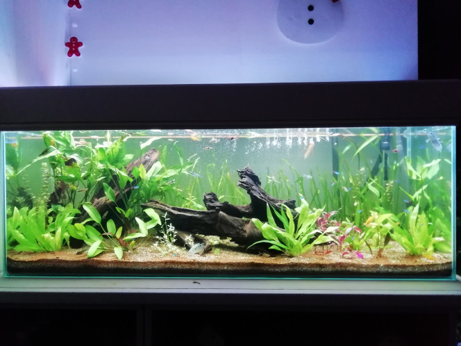  Rajout de vallisneria en rideau de fond.