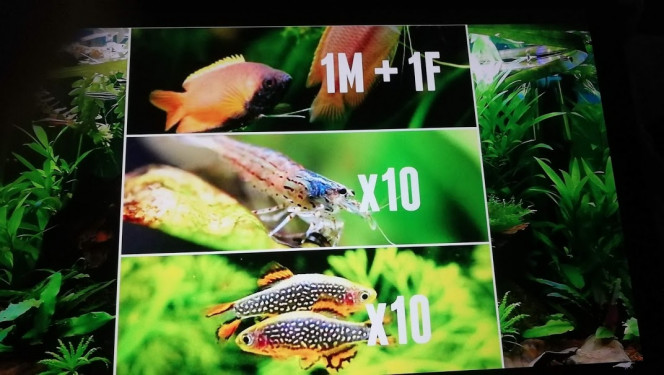 Projet aquarium faune 