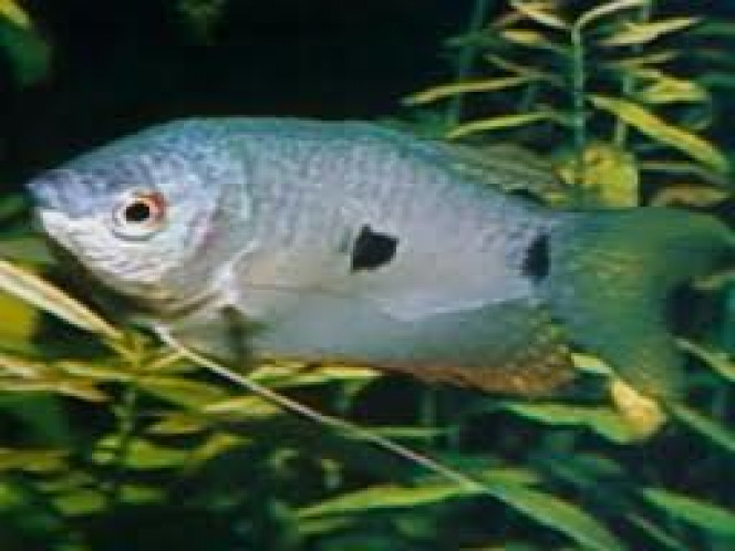 gourami bleu De nom scientifique, Trichogaster trichopterus. De nom commun, Gourami bleu ou Gourami trois tâches. Il fait parti de la famille des Anabantides. Il est originaire d'Asie du Sud-Est, d'Indonésie. Il mesure de 10 à 12 cm à l'âge adulte. Son corps est d'un bleu pâle avec des reflets bleutées plus foncées. La température de l'eau où il évolue est de 22°C à 28°C, avec une préférence à 25°C.

Le Gourami bleu est un poisson d'eau douce qui préfère vivre en couple. C'est un poisson territorial. Le plus souvent, il nage lentement dans les endroits dégagés à l'arrière-plan de l'aquarium. Mais, il aime aussi se cacher dans les plantes. Lorsqu'il est en bonne santé, ses antennes sont souvent en mouvement. il a une préférence pour la lumière plutôt tamisée. Une fois adulte, il devient très agressif, n'acceptant pas facilement la présence d'espèces voisines, surtout dans les petits bacs.
2 dans mon aquarium de 95 litres