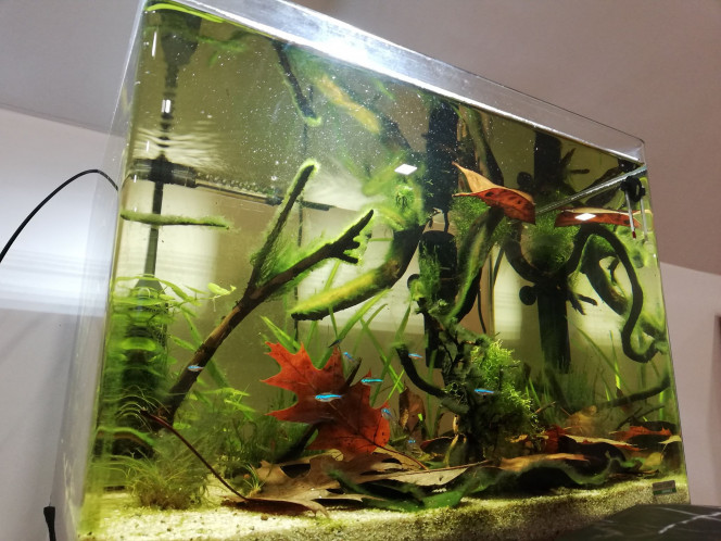  Petit à petit, les plantes prennent du terrain sur les algues ! Mais j'espère qu'il restera un peu d'algues quand même :-)
Un soucis toutefois  : j'ai retrouvé un "faux néon" par terre ce matin. Vous savez si ces poissons ont l'habitude de sauter ?  Couvercle nécessaire ?