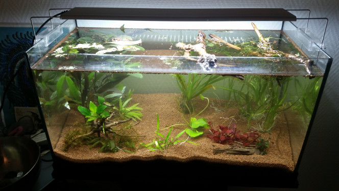 Mise en eau Voilà mon aquarium mis en eau avec multiples plantes. Deux de mes racines ne coulent pas je pense les laisser flotter jusqu'à ce qu'elles daignent rester au sol.
Pour le cycle j'ai bien essoré mes masses filtrantes d'autres bacs dedans (ce qui donne une pellicule au sol assez degueu mais sûrement pleine de bactéries x)) et j'ai mis une pompe à air