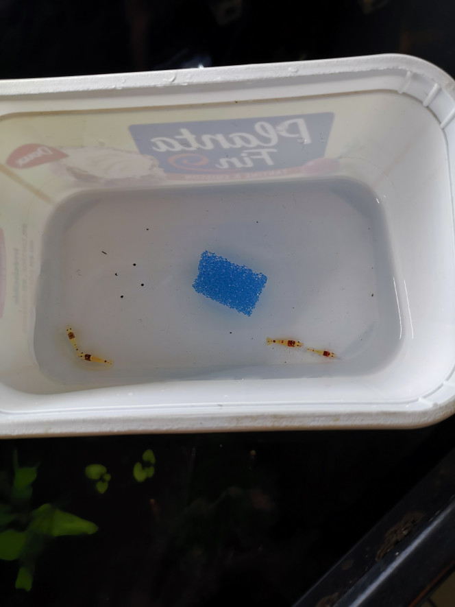  Caridina Red Crystal Prl arrivé de la bourse