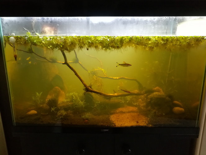 Aquarium naturel planté 20191201 