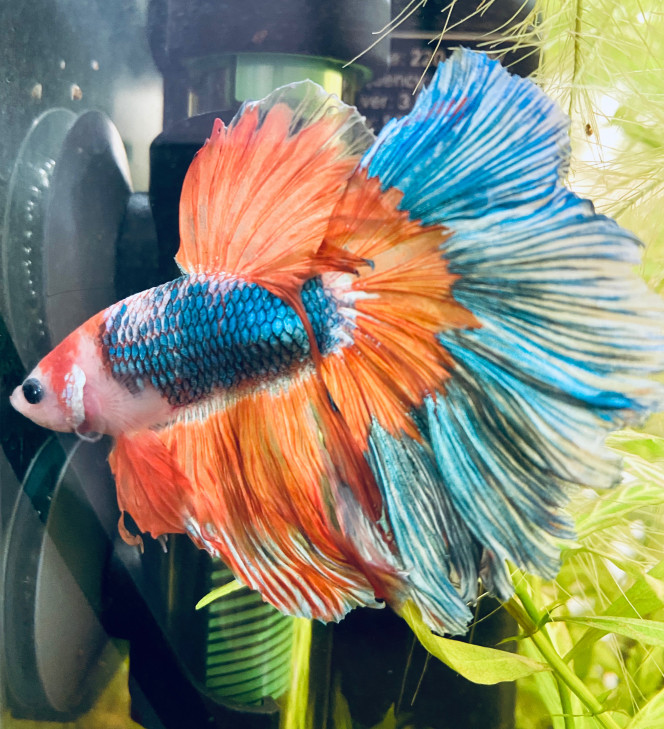 Photographie du post de rezga55 