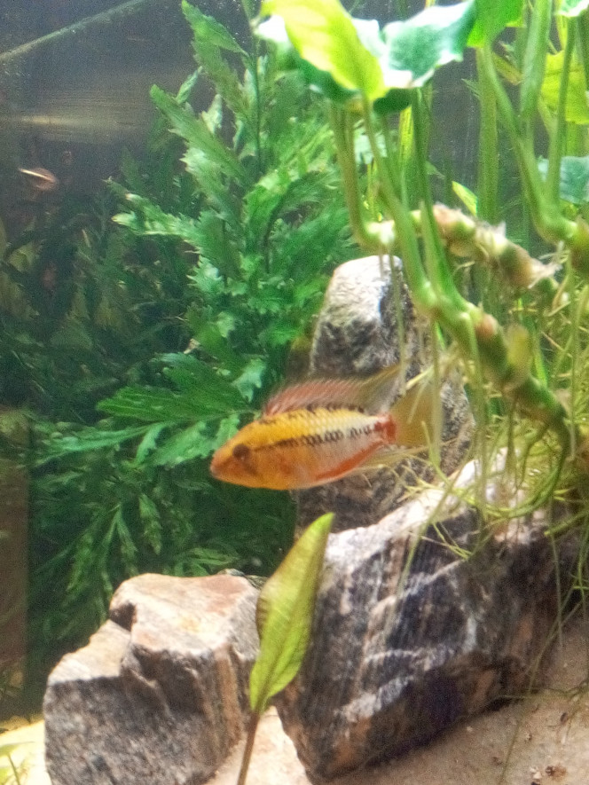 Mâle Apistogramma Hongsloi 