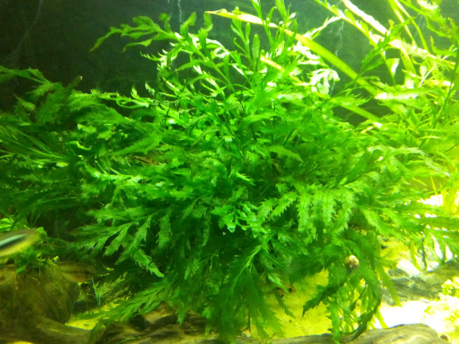 Bolbitis Heudelottii 
