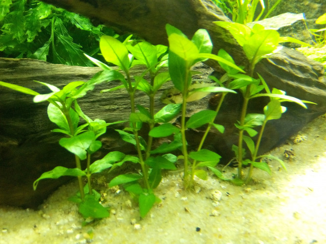 Femelle Apistogramma Hongsloi en mode camouflage 
