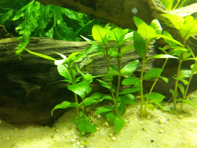 Staurogyne Repens 