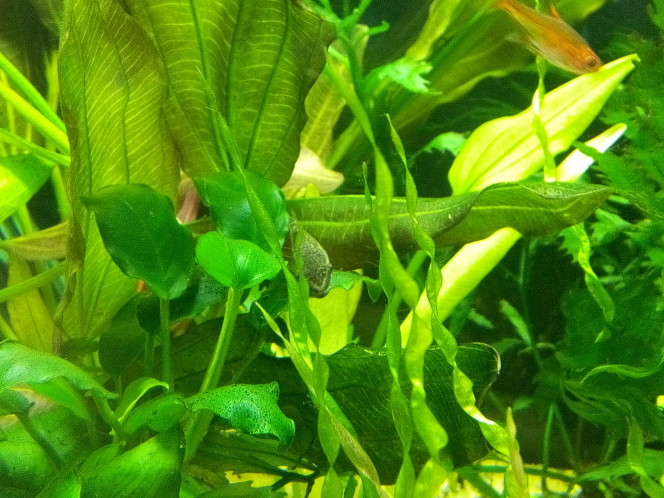Otocinclus Affinis 