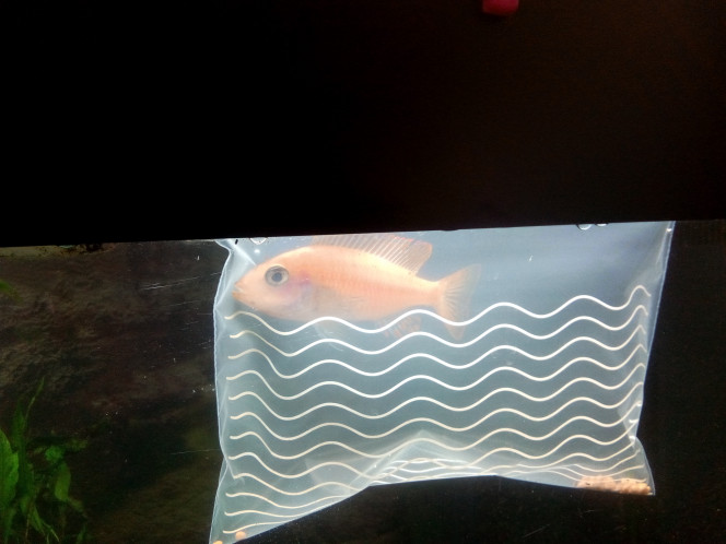 Aulonocara Red Dragon Femelle 