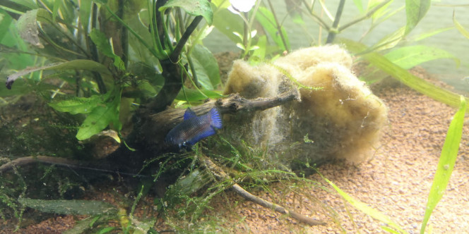 Lagoon Petit zoom sur mon poisson... Elle s'est plutôt bien remis de sa pourriture des nageoires. Elle a encore le bout assez transparent j'espère qu'elle se rétablira entièrement assez vite.
Elle a un super caractère, elle vient voir dès que je m'approche de l'aquarium ou que je met mon doigt dans l'eau. Elle est vraiment ultra curieuse, elle essaie de tout manger avant de se rendre compte que ce n'est pas bon et recracher x)