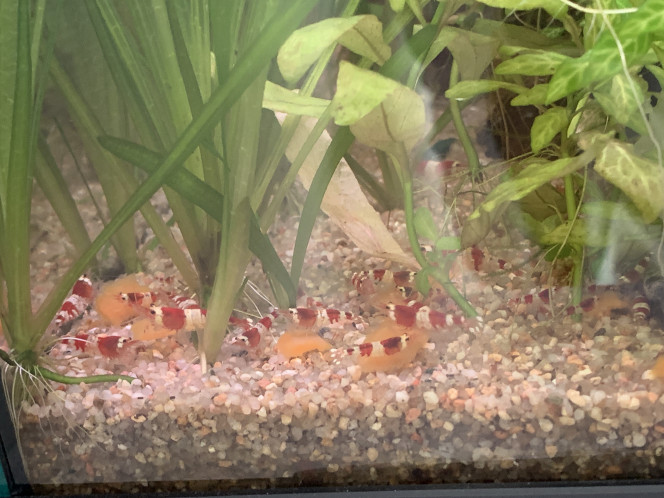 Repas à la carotte ! 