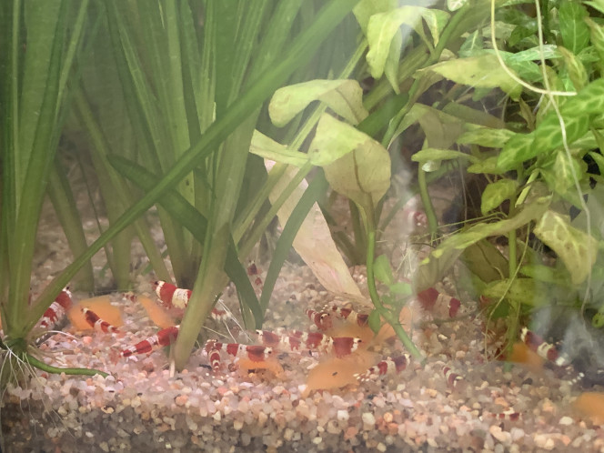 Repas à la carotte ! 