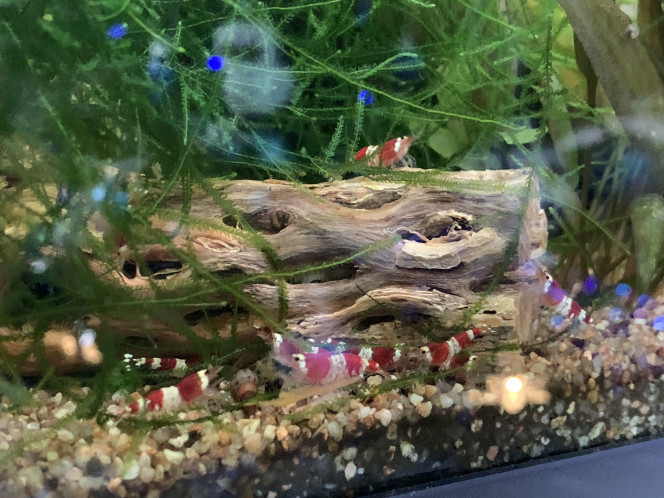 Repas à la carotte ! 