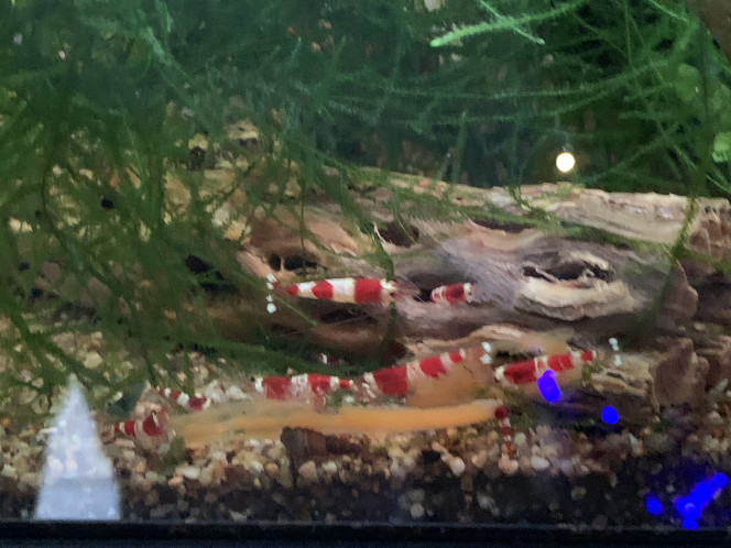 Repas à la carotte ! 