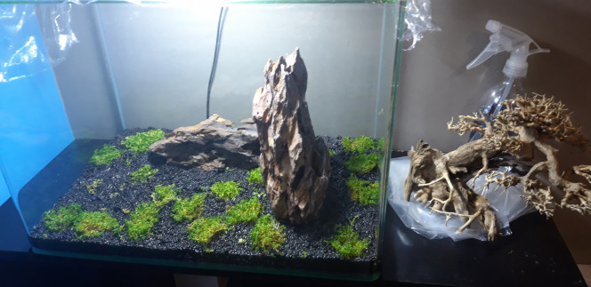 Jour 8 En enlevant la racine j'en ai profiter pour tout replanter un petit peut mieux