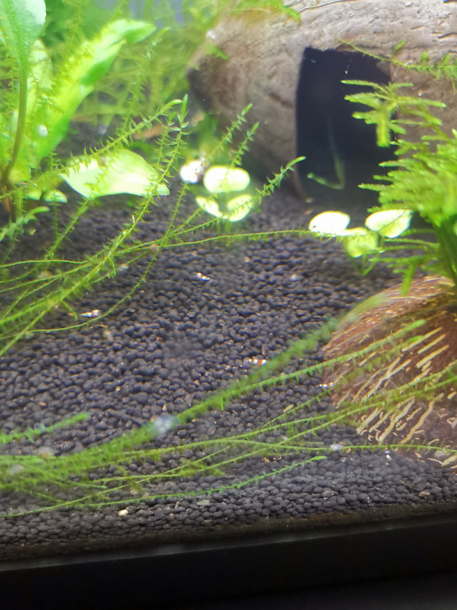 Baby Red Crystal 