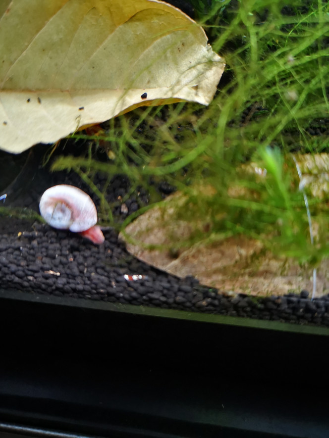 Baby Red Crystal 