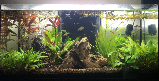 2 mois après! 2 mois après l’ajout des plantes...
Elles se portent comme un charme :)
Elles ont bien pris leur place!

PS : donne guppy