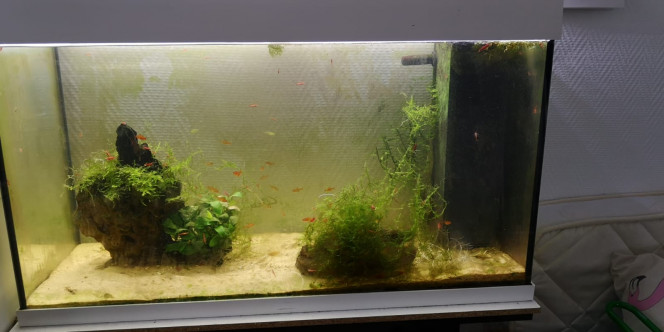 Refonte bac J'ai transféré tout ce beau monde dans un 96l, j'ai rajouté 10 kg de sable et du sol nutritif mais à part ça pas de changement notable, j'ai gardé le sol et les roches ainsi que les masses filtrantes donc j'espère ne pas avoir de soucis de nitrites