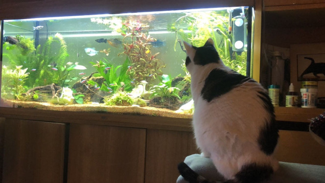 Juwel 240 Litres planté 