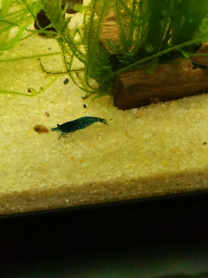  Blue Velvet