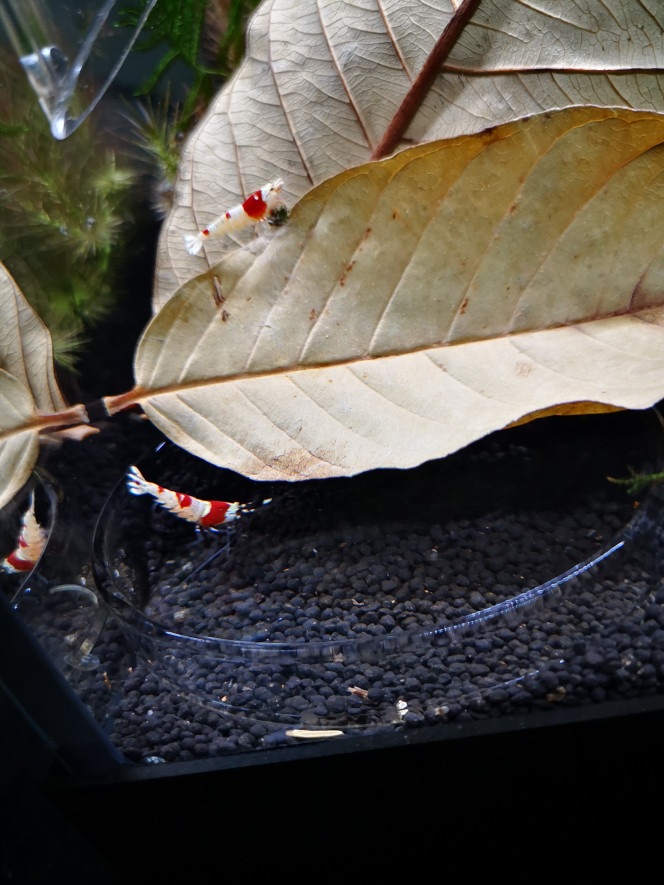  Red Crystal Prl