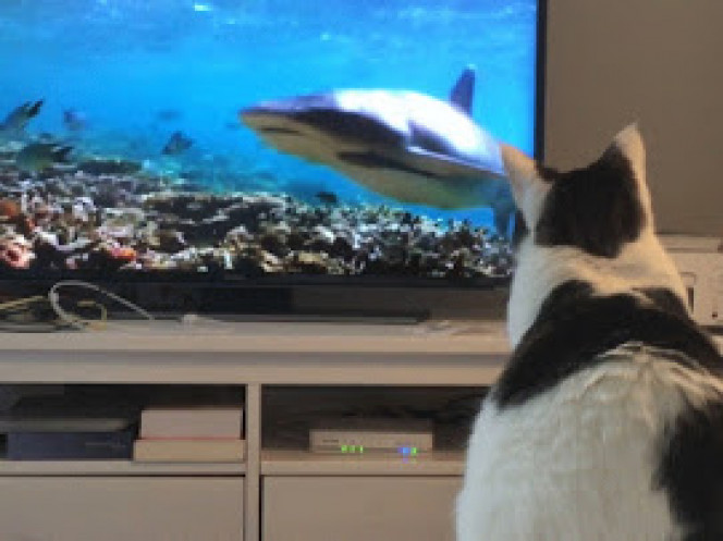 Clara et les requins (juste pour le fun)

peur de rien! lol