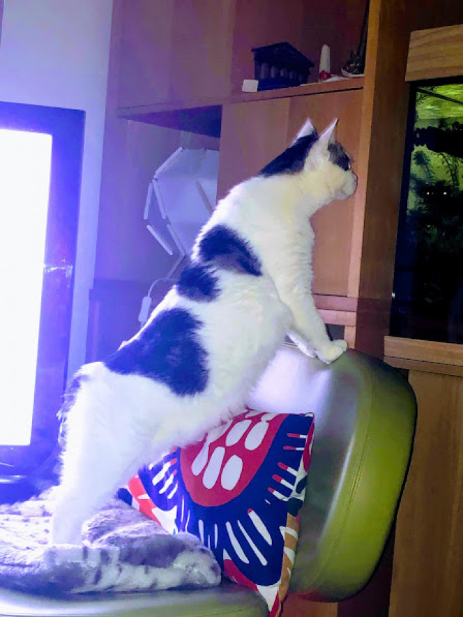 Clara adore ses poissons 