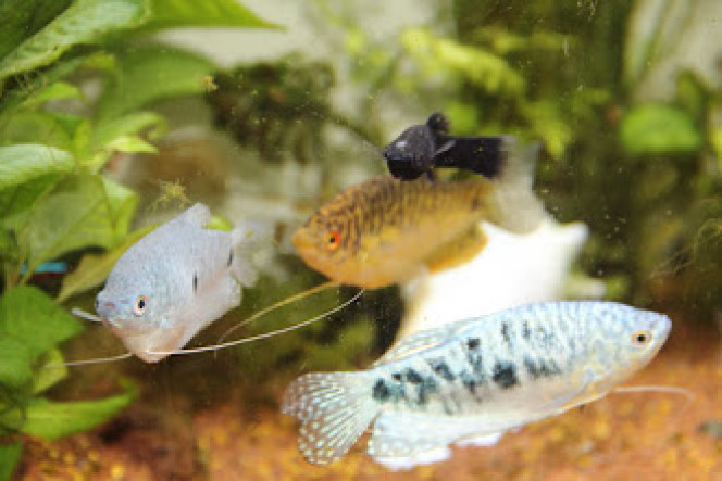 Les mousquetaires Athos, Portos et Aramis 3 de mes 4 gouramis