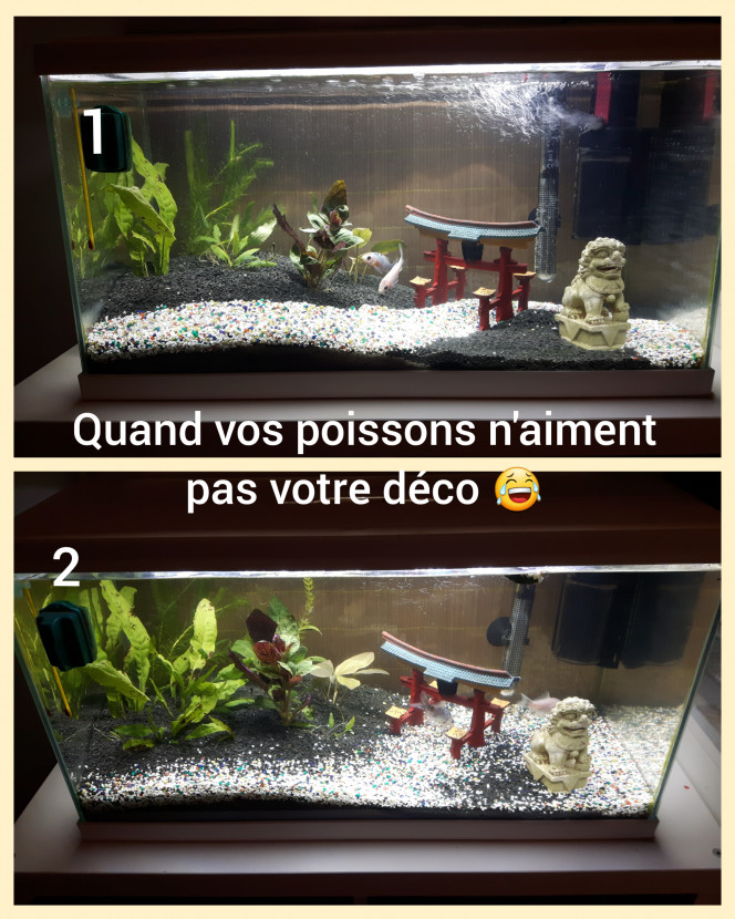 Photographie du post de Lulu82 