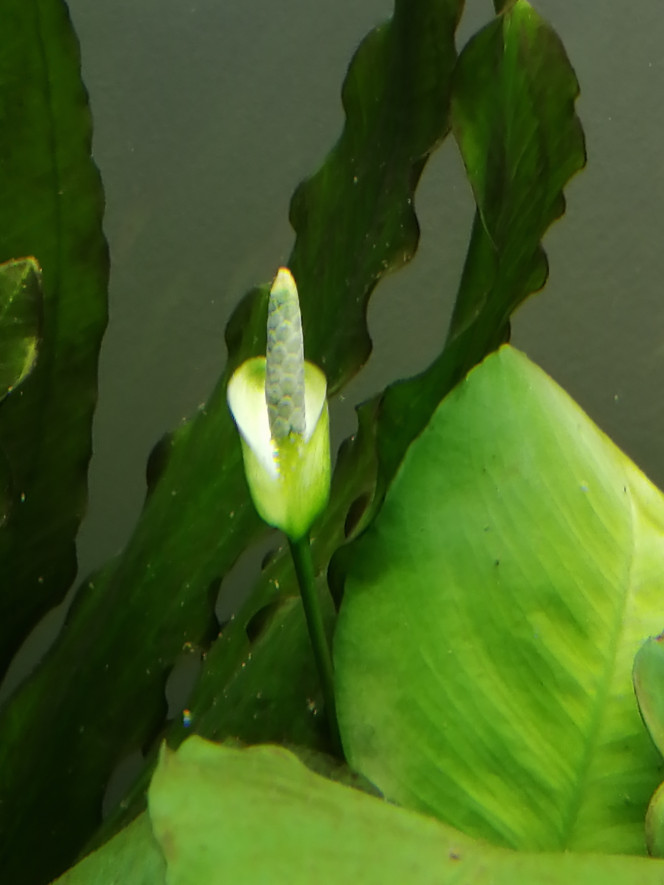  Petite anubia en fleur
