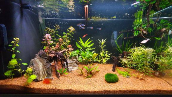 Début de mon biotope asiatique. Bonsoir, je suis nouveau sur le forum et dans l'aquariophilli.
J'ai un aquarium juwel de 125L d'occasion mis en eau depuis plus de 2mois, en 2mois il a déjà plusieurs petites aventures je vous laisse voir ça en details sur mon profil pour ce Ie ça intéresse.
Je débute avec ce bac et j'ai commencé juste avant Noël à introduire les poissons de mon biotope avec dans l'ordre des Sewellia puis un couple de gourami nain, des barbus cerise, des kuhlis et aujourd'hui des rasboras.
J'ai entre 40 et 50 alevins guppy endler plus ou moins gros qui squatte mon bac en attendant leurs taille adulte et une nouvelle maison...
J'aurais plusieurs interrogations sur la capacité de mon bac et sur l'identification du sexe de mon couple de gourami nain.
Merci d'avance