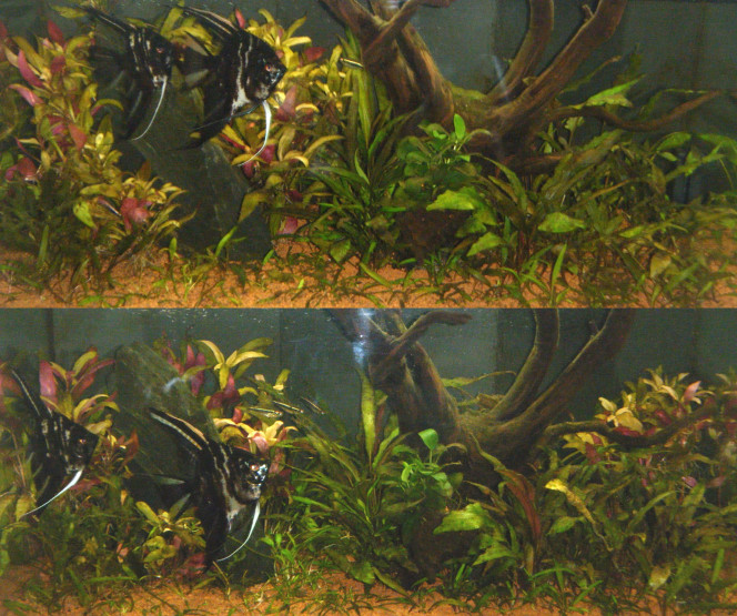 Amazone 100 jours mis en eau - replanté un peu