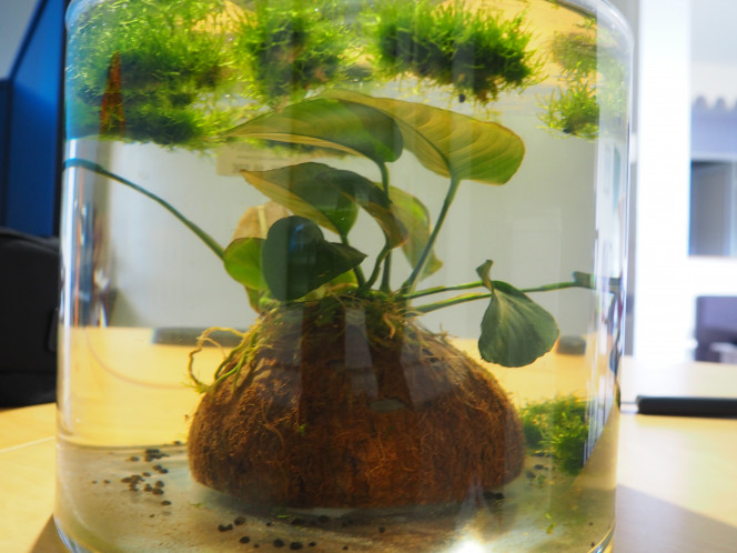 Bac/vase annubias 